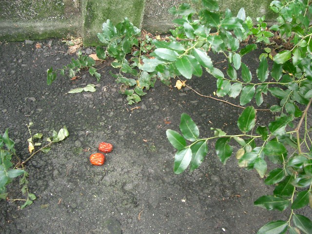 c0162773_14275427.jpg
