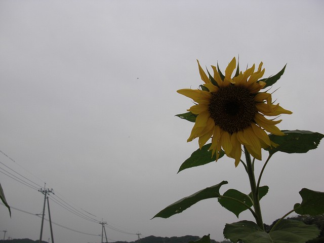 d0136889_23411285.jpg
