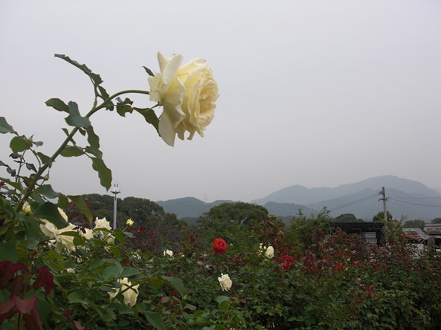 d0136889_23443116.jpg