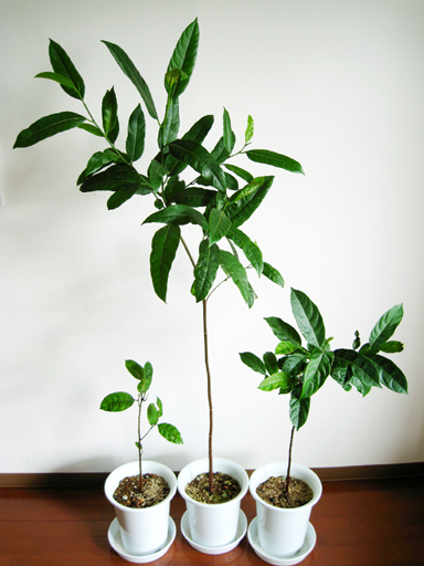 ジャックフルーツの鉢植、Jackfruit seedling