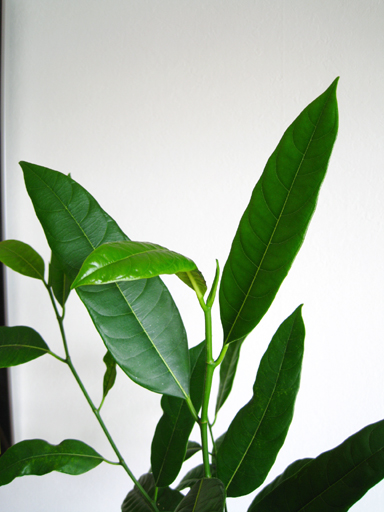 ジャックフルーツの葉っぱ、Jackfruit seedling leaves