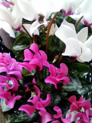 c0026612_1036372.jpg