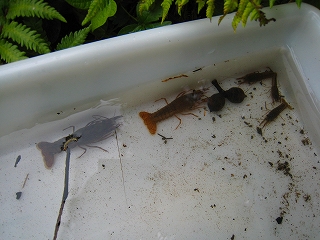 e0002820_23111697.jpg