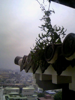 d0017924_10102282.jpg