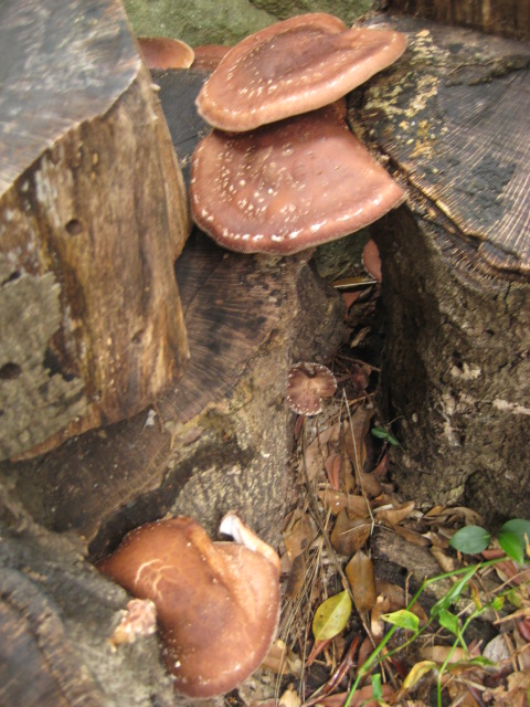d0147727_1822761.jpg