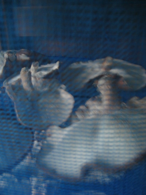 d0147727_18235270.jpg