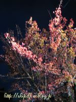 c0134734_23411925.jpg