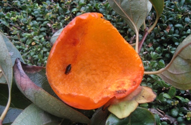 c0110647_204513.jpg