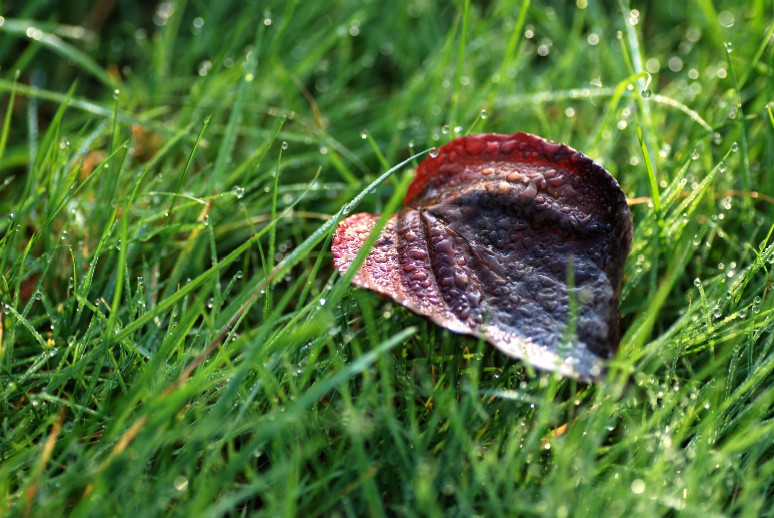e0009147_1745587.jpg