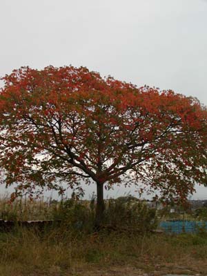f0168256_15471664.jpg