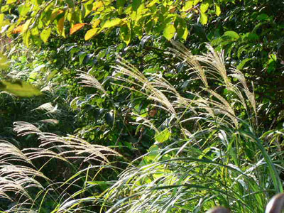 f0086169_21235433.jpg