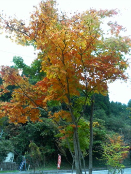 f0054677_1054577.jpg