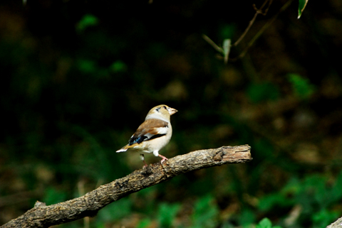c0036878_2231820.jpg
