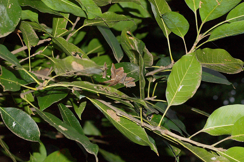 f0090680_21324248.jpg