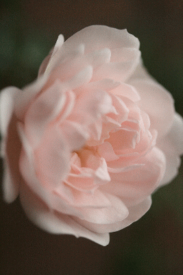 d0100192_181696.gif