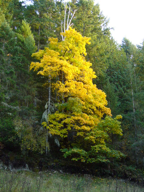 e0122193_595420.jpg