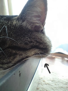 c0035001_16564336.jpg