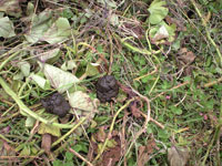 f0135908_23522169.jpg