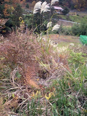 f0135908_2352975.jpg