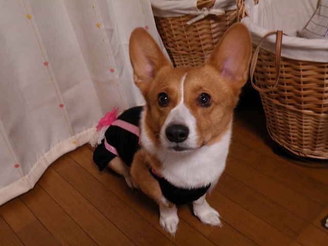 c0127617_2220491.jpg