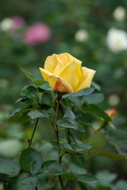 c0027027_20562126.jpg