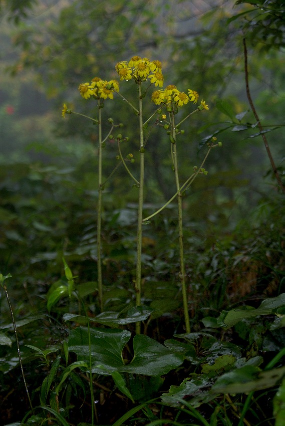 d0053930_18481143.jpg