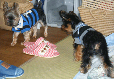 f0008935_11201034.gif