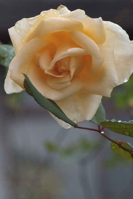 b0075541_20535636.jpg