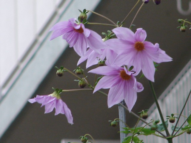 b0061261_22552372.jpg