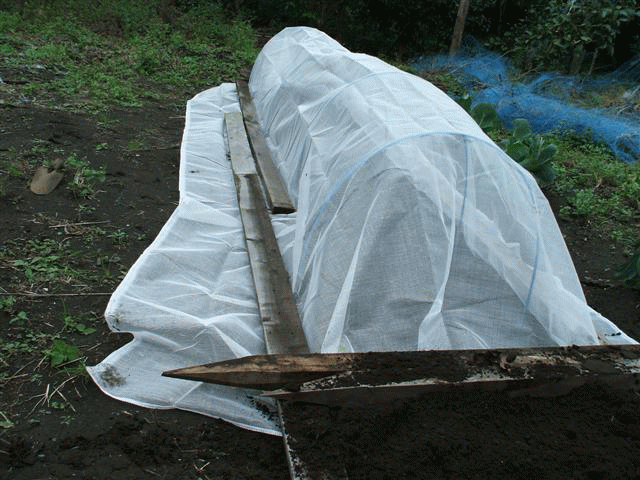 d0098363_10444312.gif