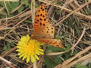 a0034382_9365289.jpg