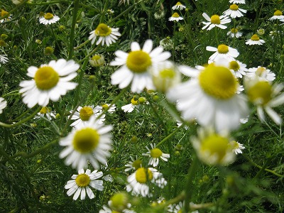 b0000885_8235962.jpg