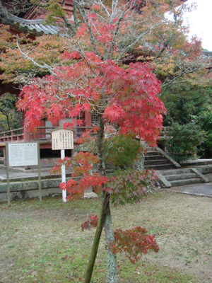 a0019212_10153740.jpg