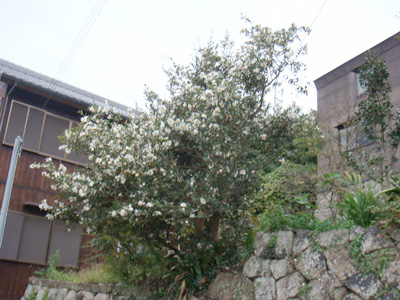 a0019212_10323489.jpg
