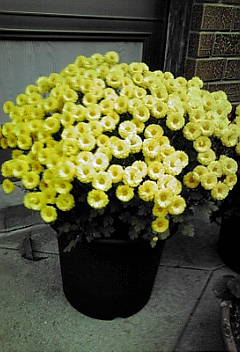 c0145016_23234872.jpg