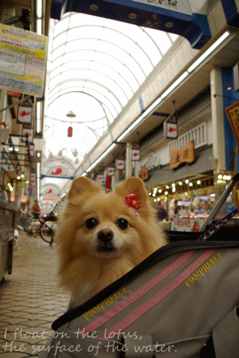b0075318_20515083.gif