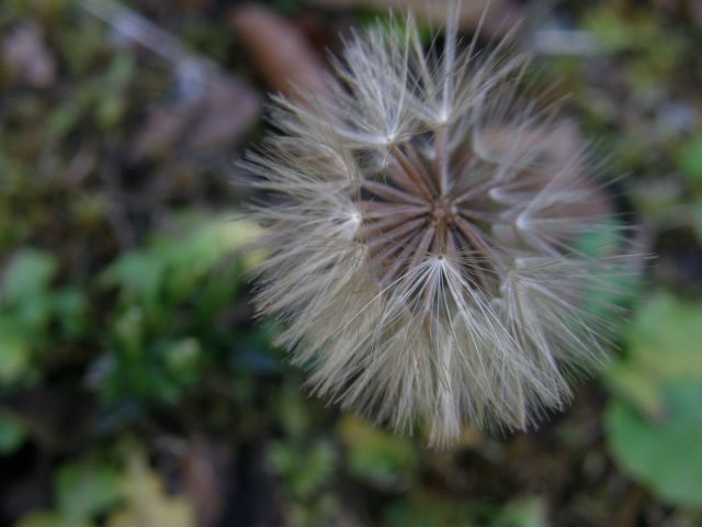 e0145033_1505375.jpg