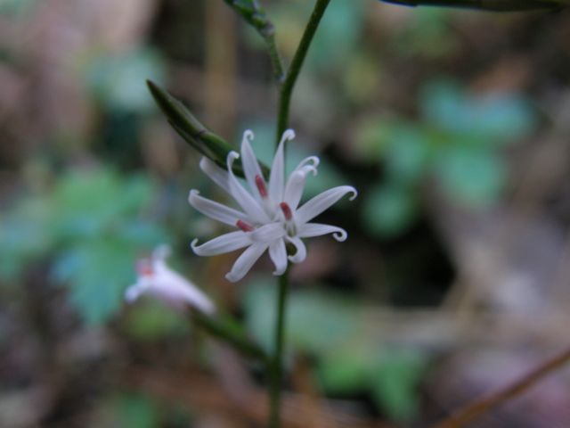 e0145033_1554063.jpg