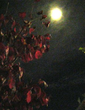 c0069036_2118566.jpg