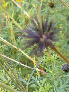 c0117239_723260.jpg