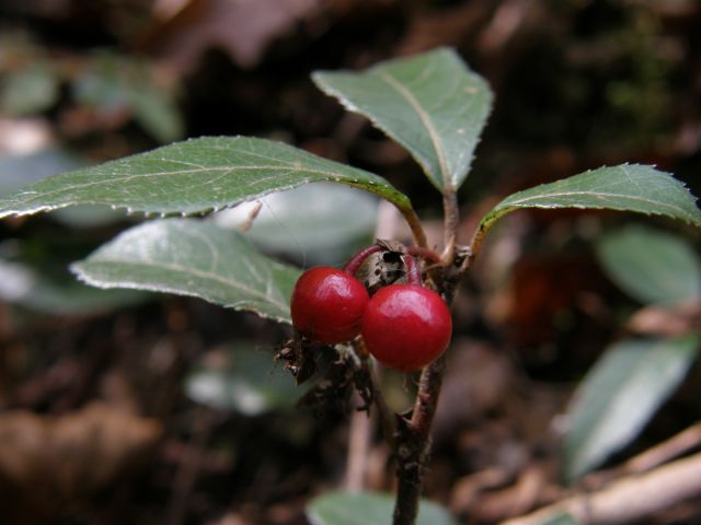 c0042869_18441773.jpg