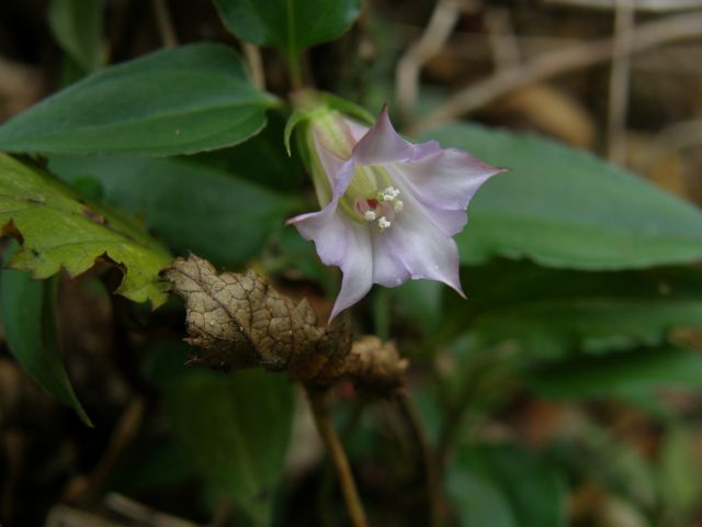 c0042869_1851367.jpg