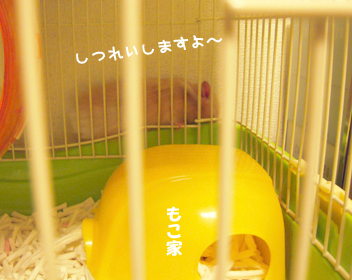 c0160473_1136124.jpg