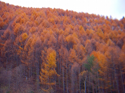 f0182173_1322168.jpg