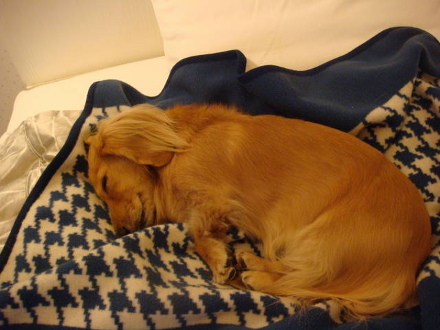d0098295_045879.jpg