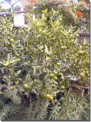 e0014000_110977.jpg