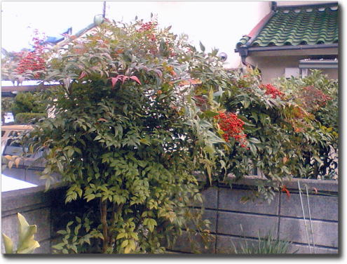 e0014000_17869.jpg