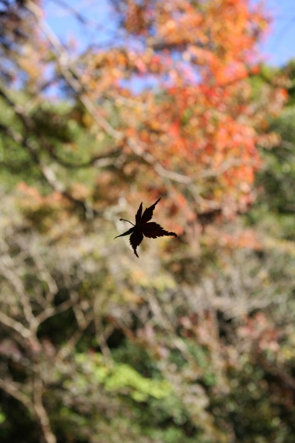 e0092203_22676.jpg