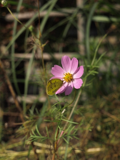 e0083212_15311514.jpg