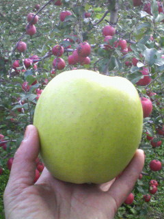 f0031013_91914.jpg
